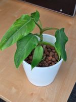 🌿 Philodendron Domesticum