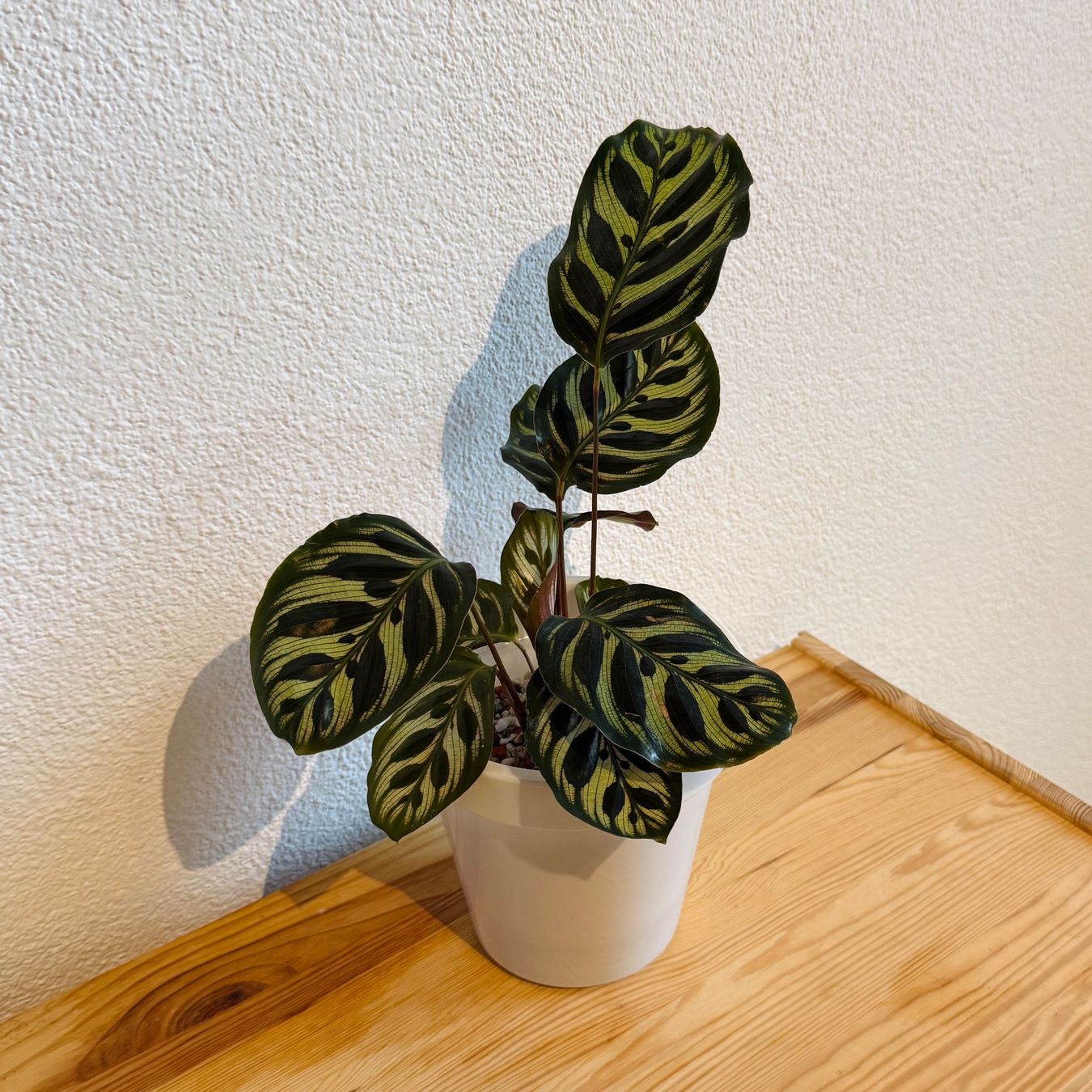 Piante & sementi: Calathea Makoyana (Nr. 5) – Usato da Wald ZH venduto da 2kndPlant