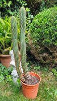 Kaktus, Trichocereus spachianus, alte Pflanze