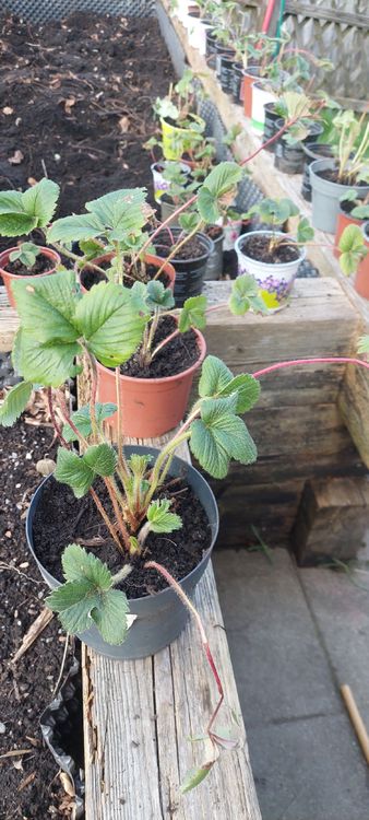 Erdbeeren Setzlinge Kaufen auf Ricardo