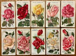 1926 - 10 ROSES Sammelbilder England - Rosen englisch Blumen