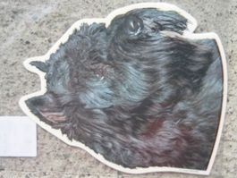 Bouvier schwarz Kopf Kleber