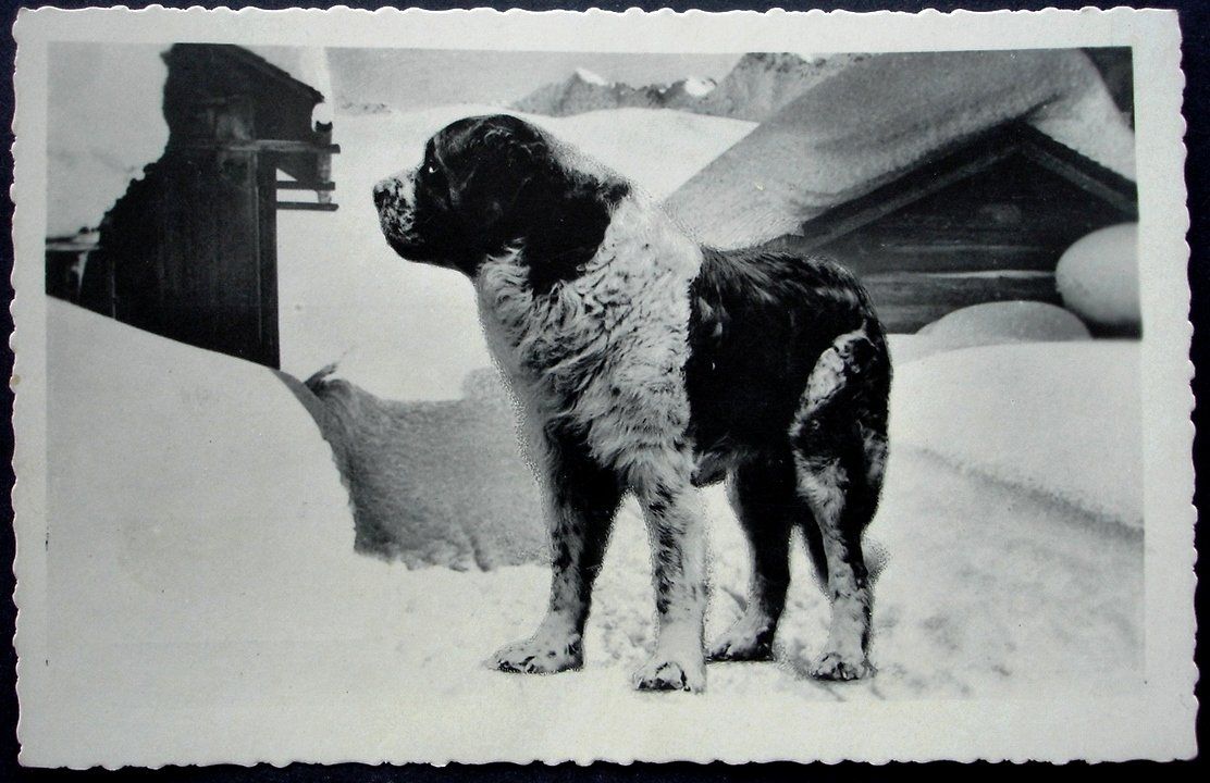 Ansichtskarten: Chien du GRAND ST. BERNARD – Neu (gemäss Beschreibung) aus Jona von philajona