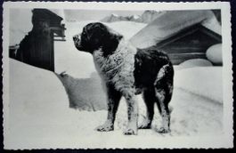 Chien du GRAND ST. BERNARD