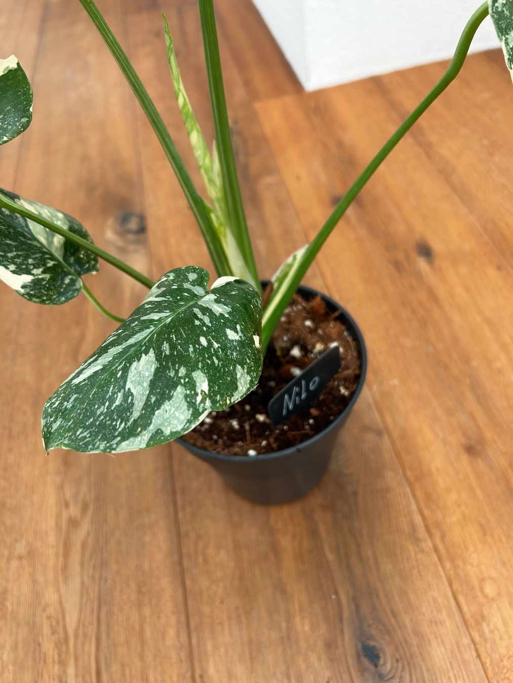 Piante & sementi: Monstera Thai Constellation💚 – Usato da Wattwil venduto da Mikesplantshop 1