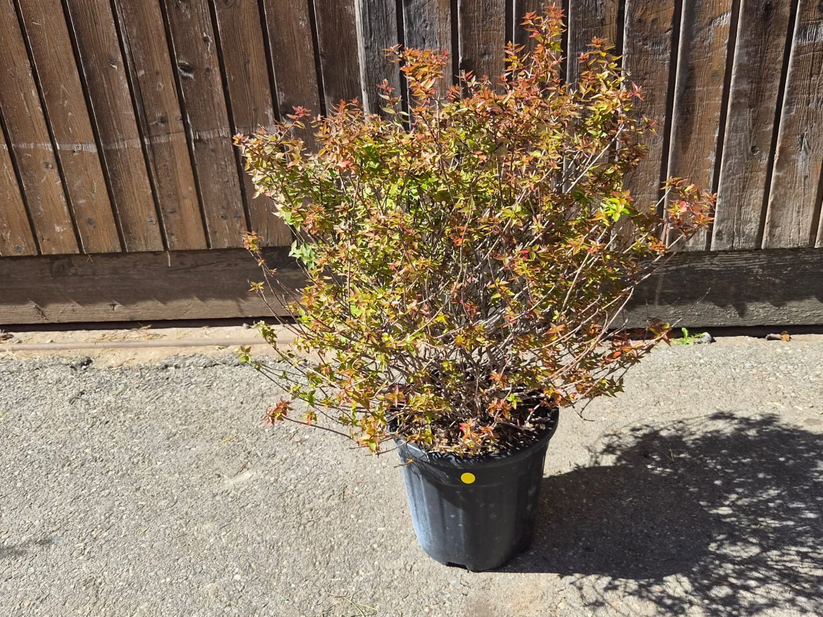 Pflanzen & Samen: wunderschöne Abelia grandiflora 'Compacta' Pflanze – Gebraucht aus Forch von WeberC 1