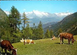 SIMPLON-PASS Blick auf die Berner Alpen - Kühe