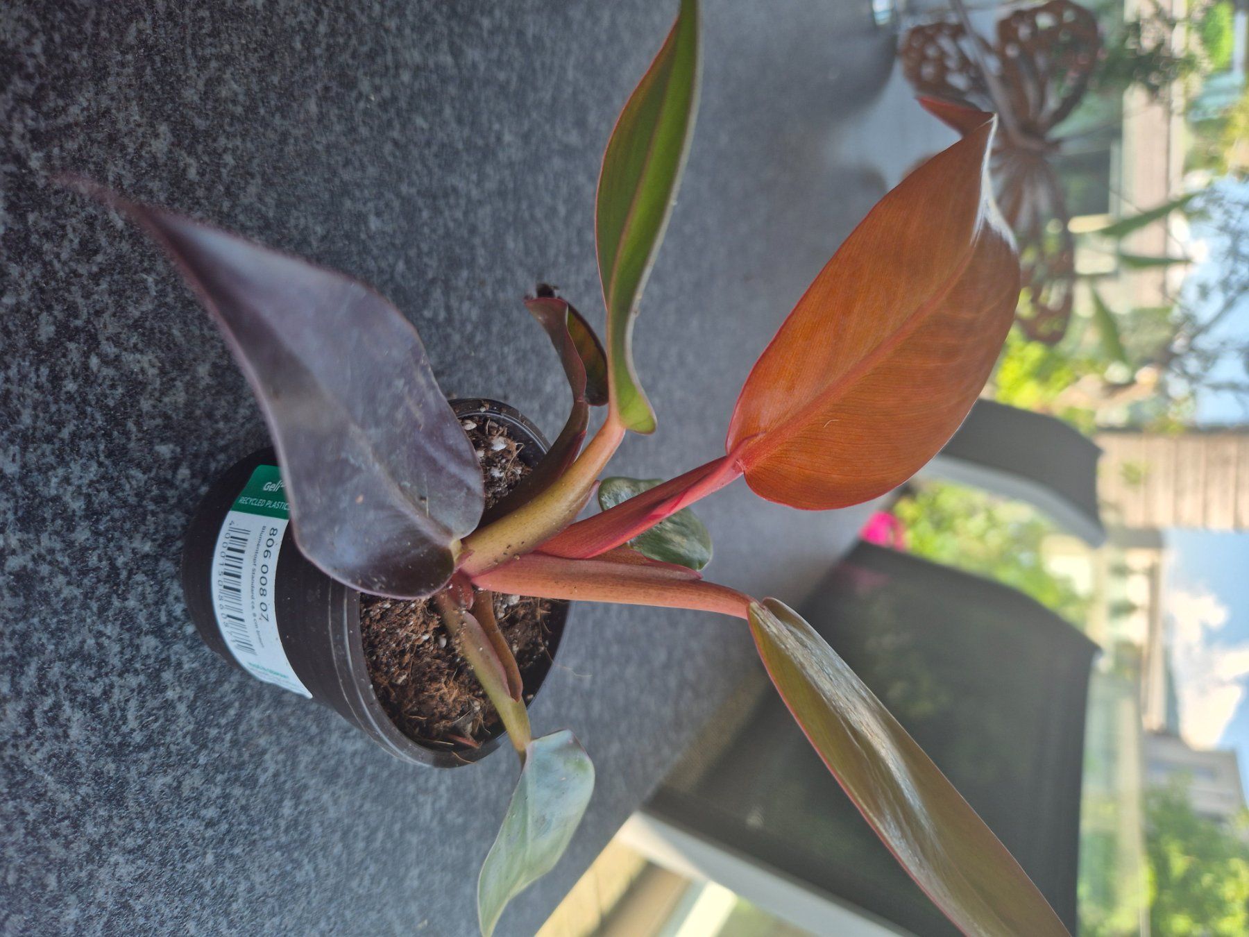 Piante & sementi: Philodendron Red Sun – Usato da Urtenen-Schönbühl venduto da Pflanzenherberge 2