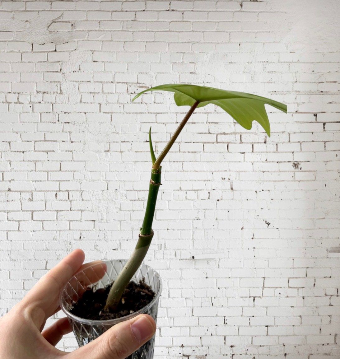 Piante & sementi: 💚Philodendron Florida Ghost – Usato da Glattpark(Opfikon) venduto da ste_n99y 1