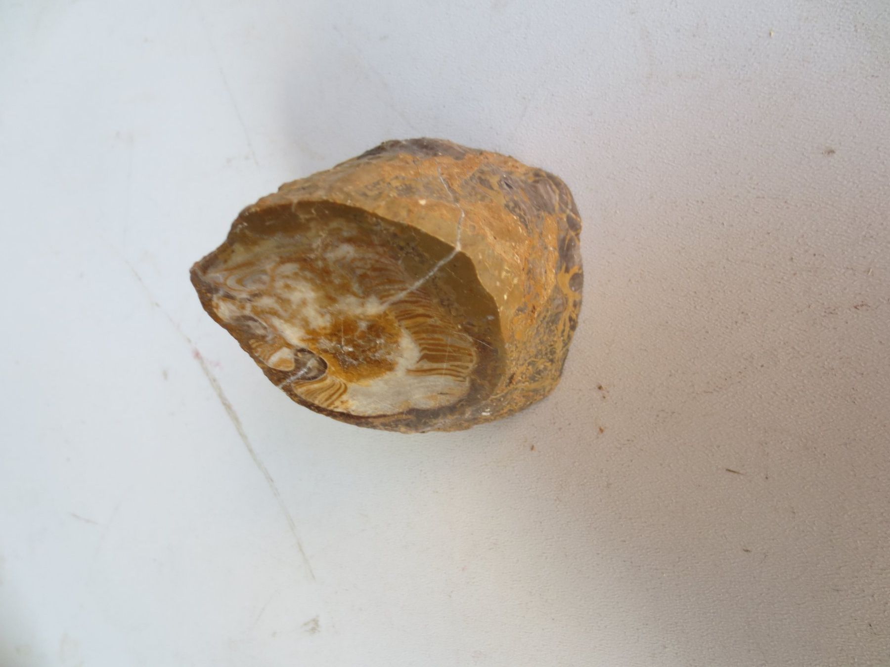 Fossili: Muschel Versteinerung- Hippurites – Usato da Weier im Emmental venduto da waefler03 1