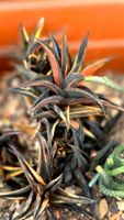 Haworthia "Zouge No Tou";💥Rarität