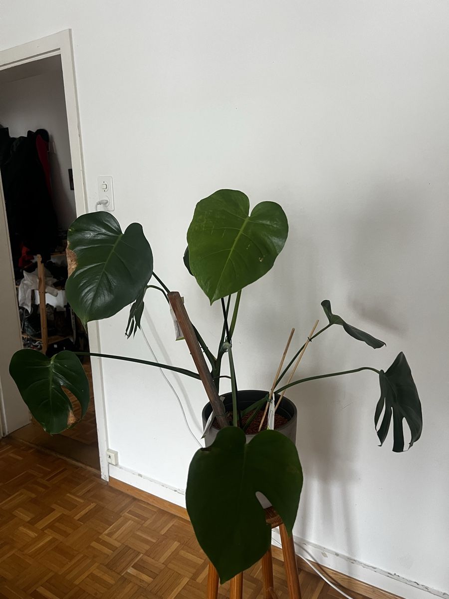 Pflanzen & Samen: Grosse Monstera – Gebraucht aus Basel von sar_cp8n 2