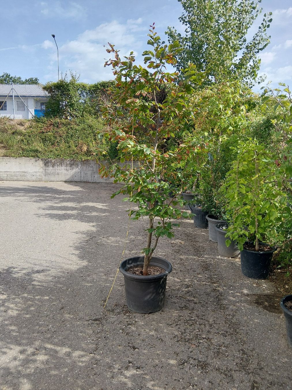 Plantes & graines: 3 Fagus zuverkaufen – D'occasion à Buchs ZH par Fabian8107