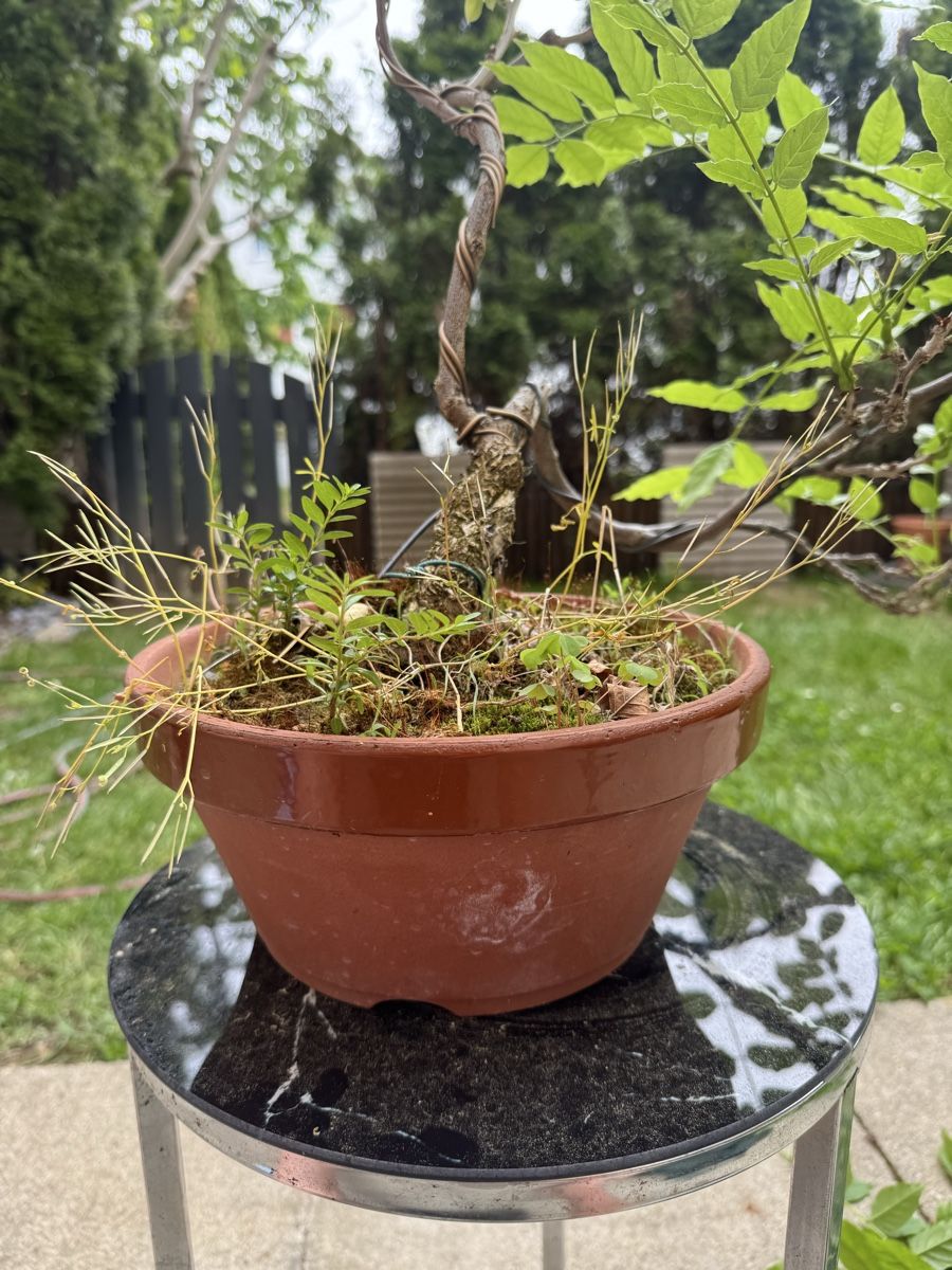 Wisteria Chinesischer Blauregen Pre-Bonsai (Gebraucht) in Rmlang fr CHF  59  nur Abholung auf Ricardo kaufen