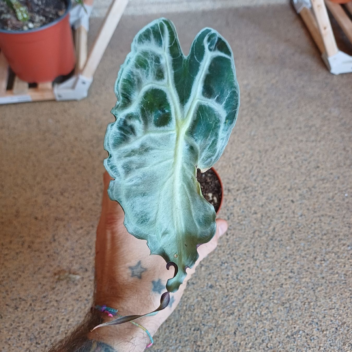 Piante & sementi: Alocasia Venom RHIZOM – Nuovo (secondo la descrizione) da Paradiso venduto da botanica.bruta