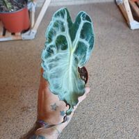 Alocasia Venom RHIZOM