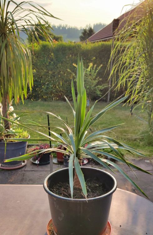 Yucca Palme Palmlilie Pflanze Balkon Terrasse Zimmer Kaufen auf Ricardo