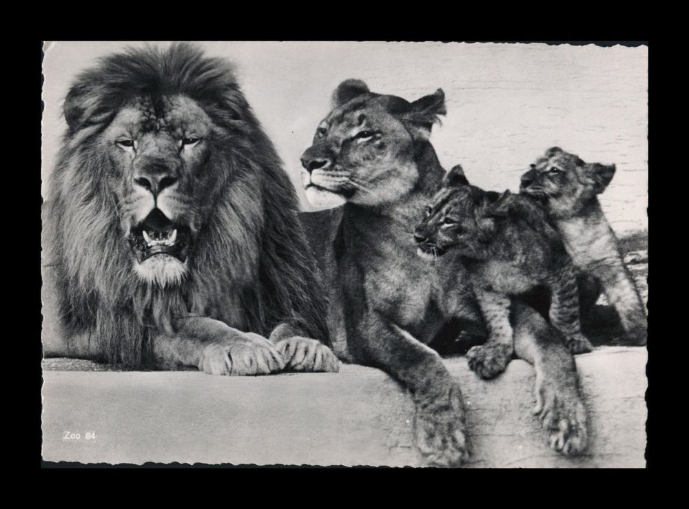 1960 LÖWEN (Familie) Zoologischer Garten Zürich (Zürich Zoo) Kaufen