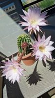 Sehr blühfreudiger Kaktus Echinopsis in 15cm Topf, 17cm hoch