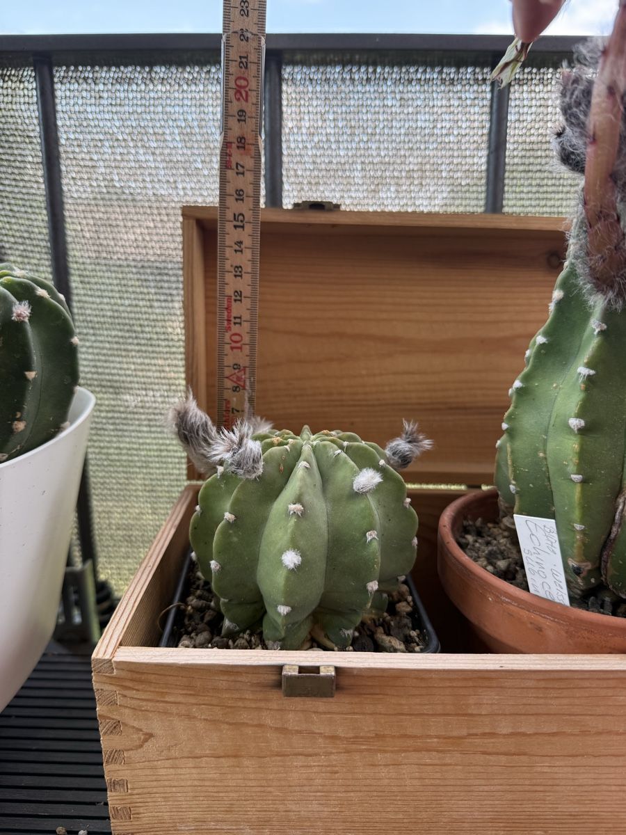 Piante & sementi: Echinopsis subdenudata – Usato da Rorbas venduto da SimS0n 2