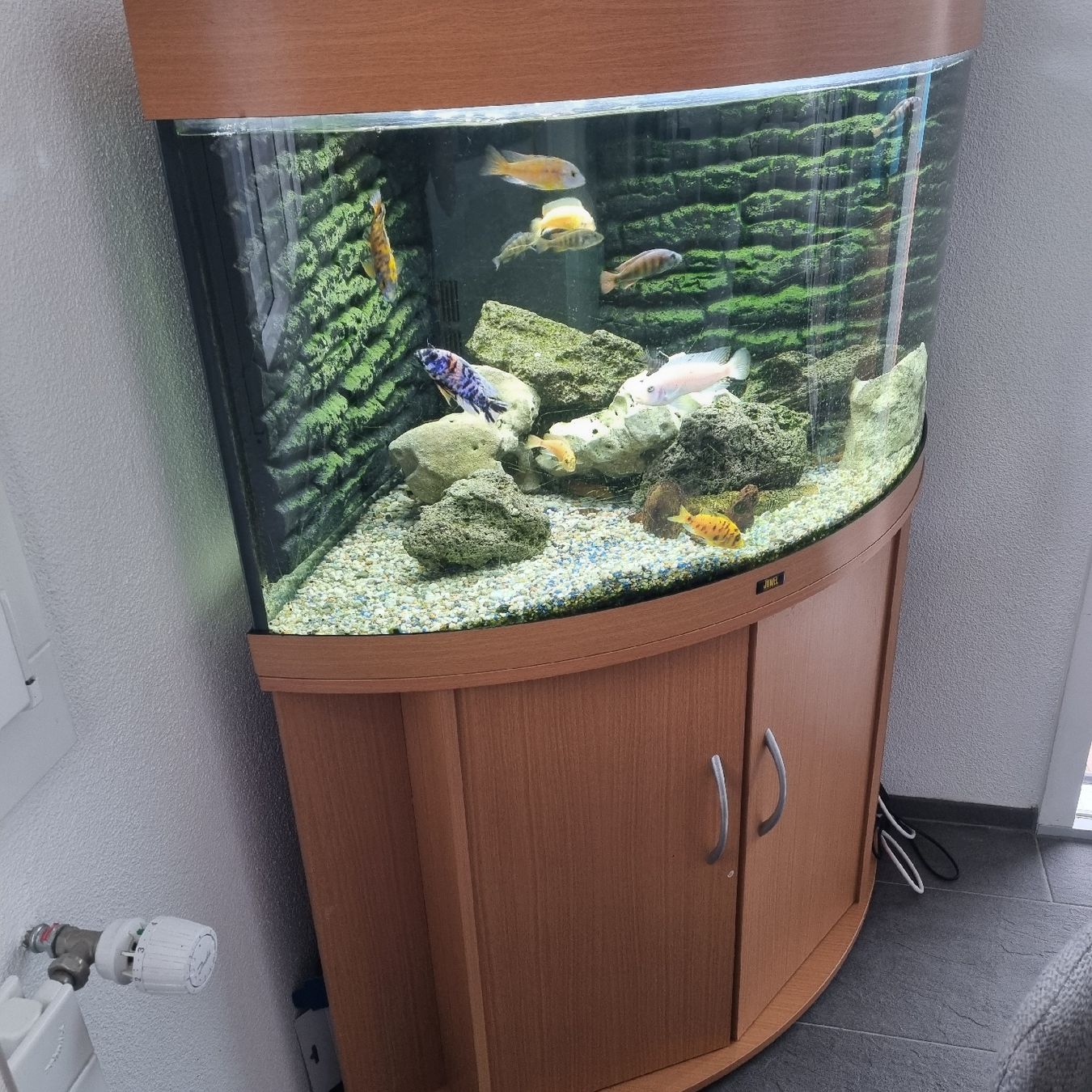 Aquarium: Juwel Eckaquarium 190l – D'occasion à Aettenschwil par jepe24