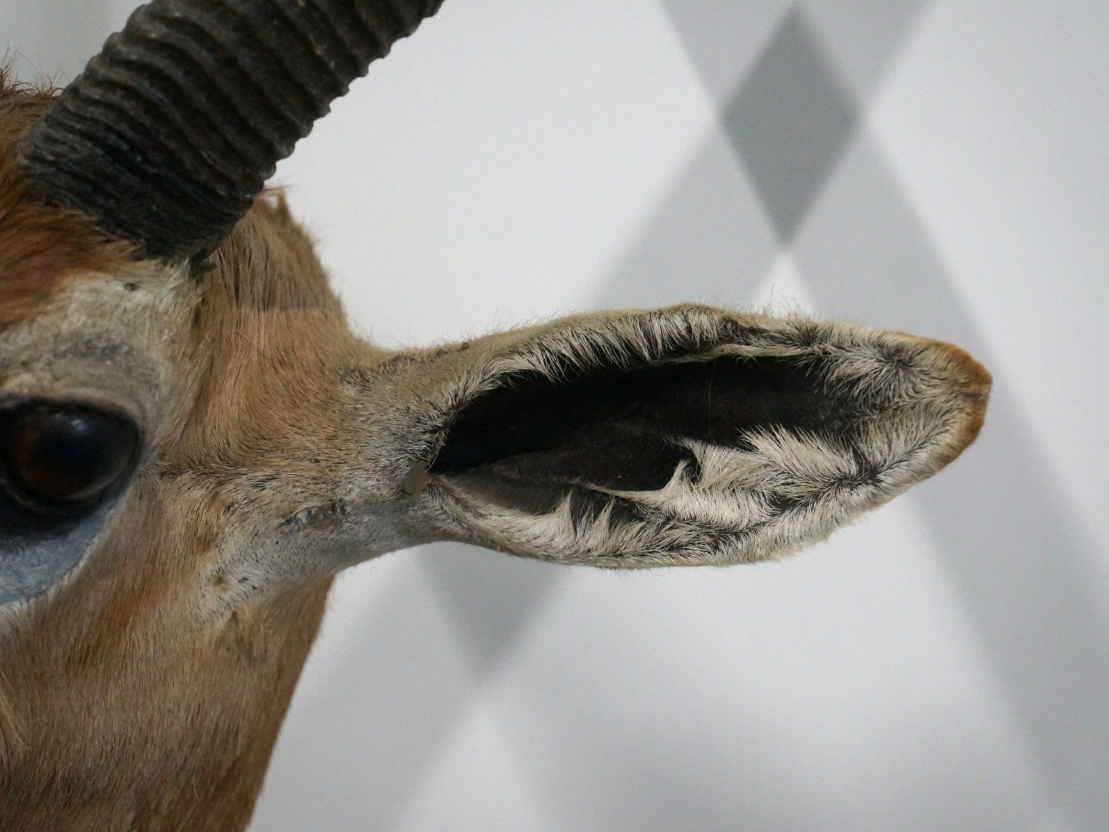 Il mondo degli animali: Giraffenantilope Jagdtrophäe – Usato da Rüti ZH venduto da Restwert_Rueti_ZH 4