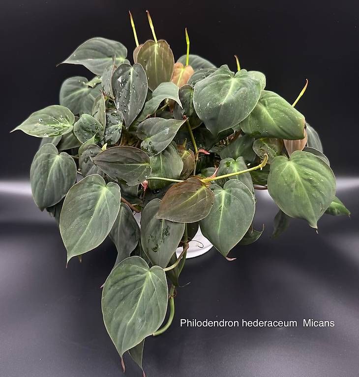 Pflanzen & Samen: Philodendron hederaceum 'Micans' – Neu (gemäss Beschreibung) aus Bühler von googelibear