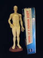 Akupunktur Figur Modell, Original Import aus China, OVP