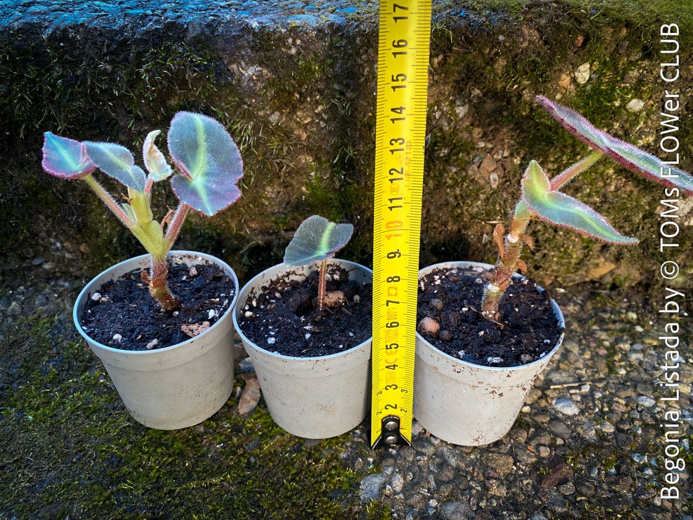 Piante & sementi: Begonia Listada - tropisch aus Brasilien – Nuovo e nell'imballaggio originale da Adliswil venduto da TAKEYOURPLANT 4