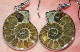 Ohrringe L-4414 – AA Ammonit Fossil – 1 Paar
