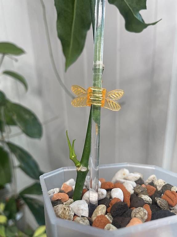 Piante & sementi: Hoya occultata yellow – Usato da Schönholzerswilen venduto da Leavylounge 1