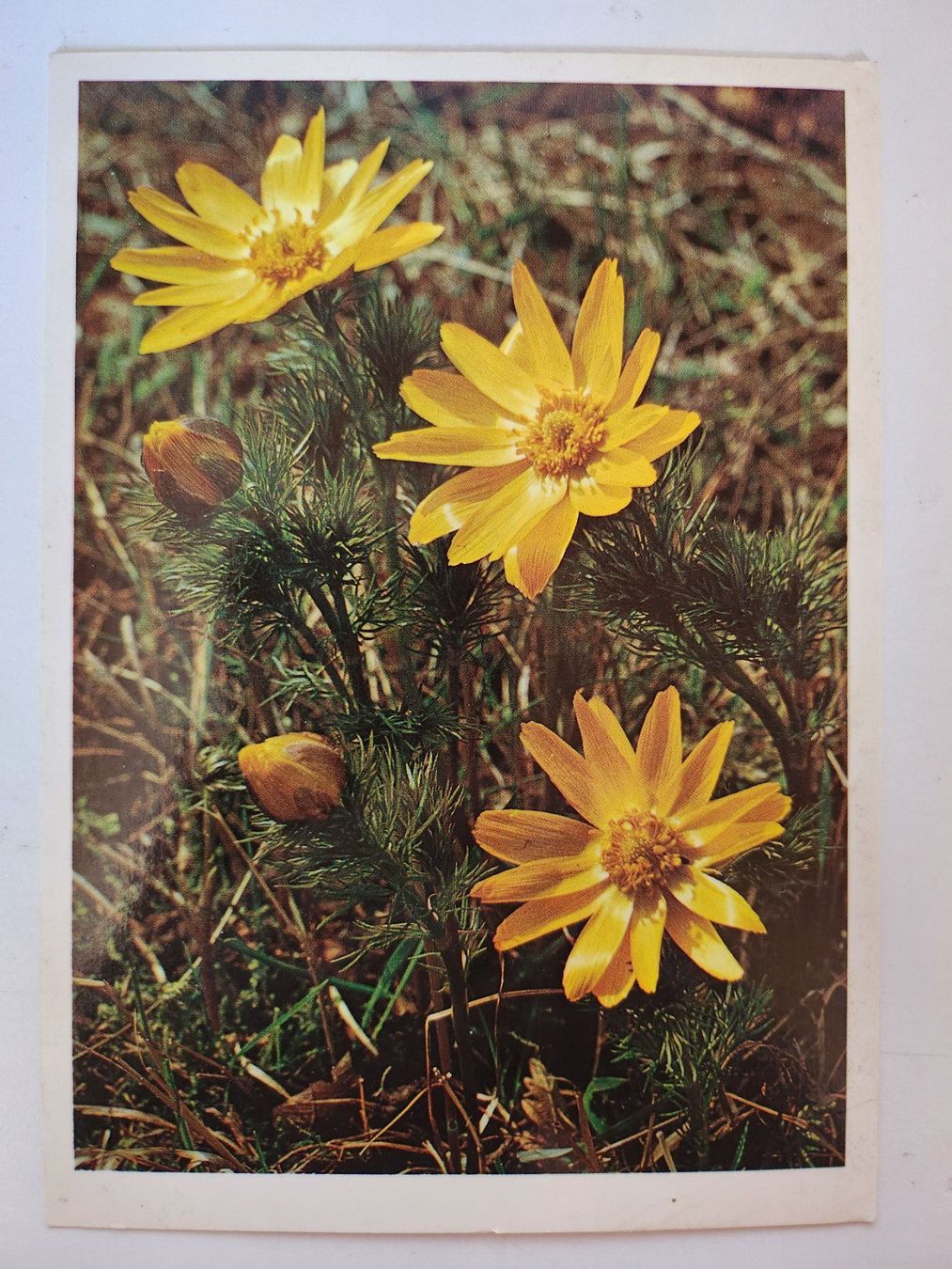 Cartoline postali: Alte Ansichtskarte Frühlings-Adonis – Usato da Weiningen ZH venduto da Annakatharina
