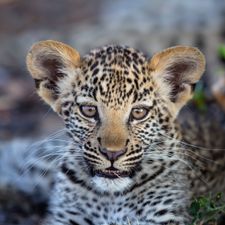 Profile image of Ingwe