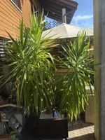 Riesen-Palmlilie (Yucca elephantipes, auch als Yucca gigante