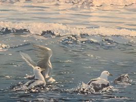 62.5x47.5/ handgemaltes Öl Gemälde Möwen am Meer
