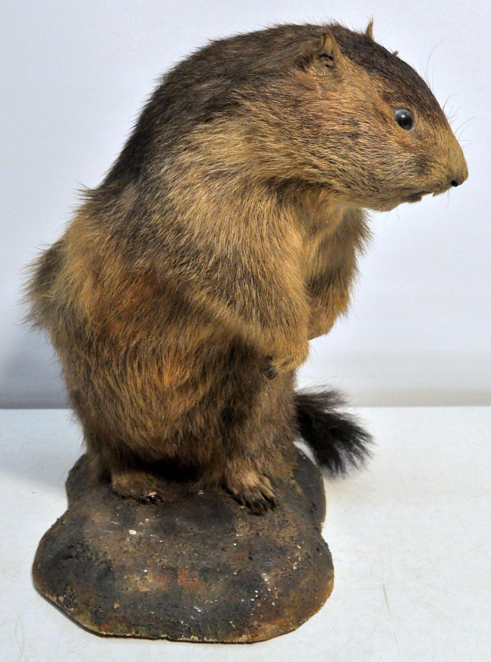 Monde des animaux: Marmotte naturalisée – D'occasion à Neuchâtel par Neuchatel 3