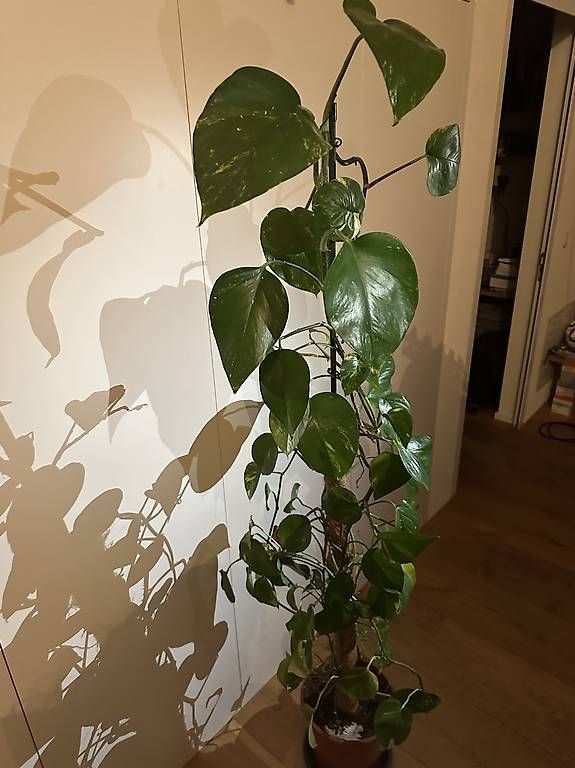 Piante & sementi: Golden Pothos – Usato da Fürigen venduto da nur_z96n