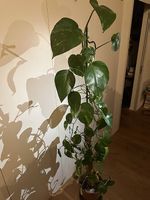 Golden Pothos