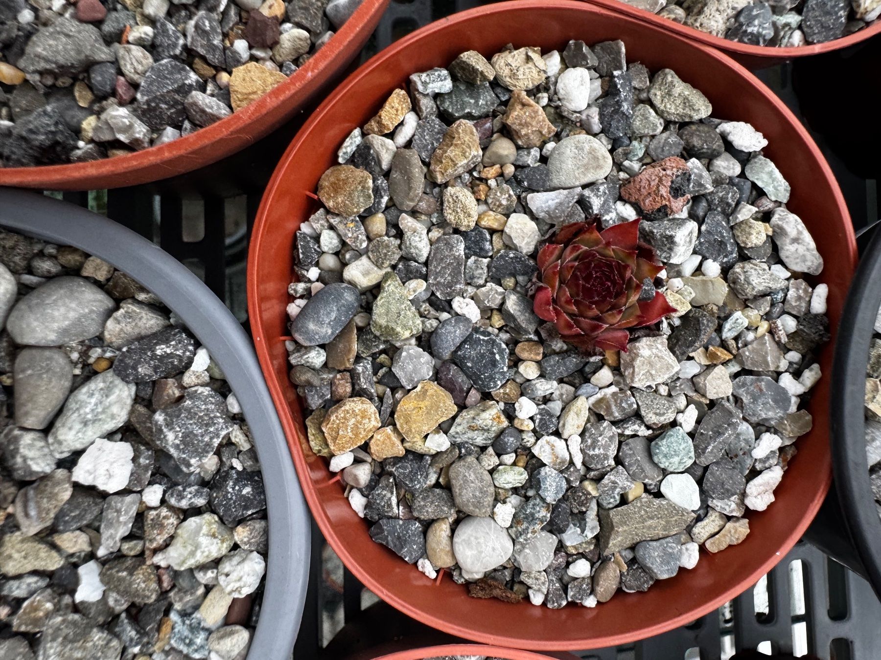 Piante & sementi: Sempervivum (Winterhart) – Usato da Aadorf venduto da KiRo-Shop