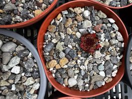 Sempervivum (Winterhart)