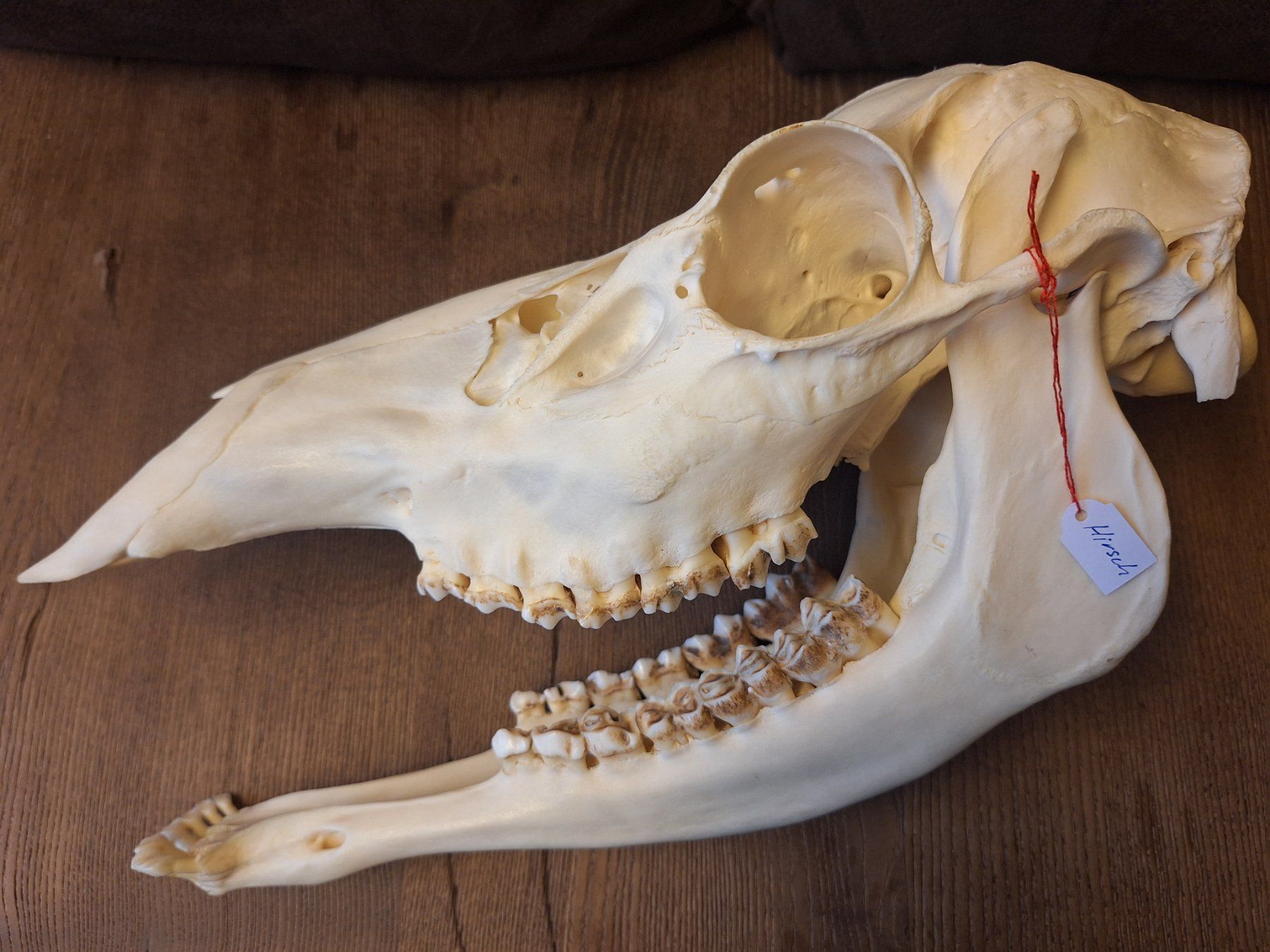 Il mondo degli animali: Rothirsch wbl. – Usato da Widnau venduto da skullcollector 3