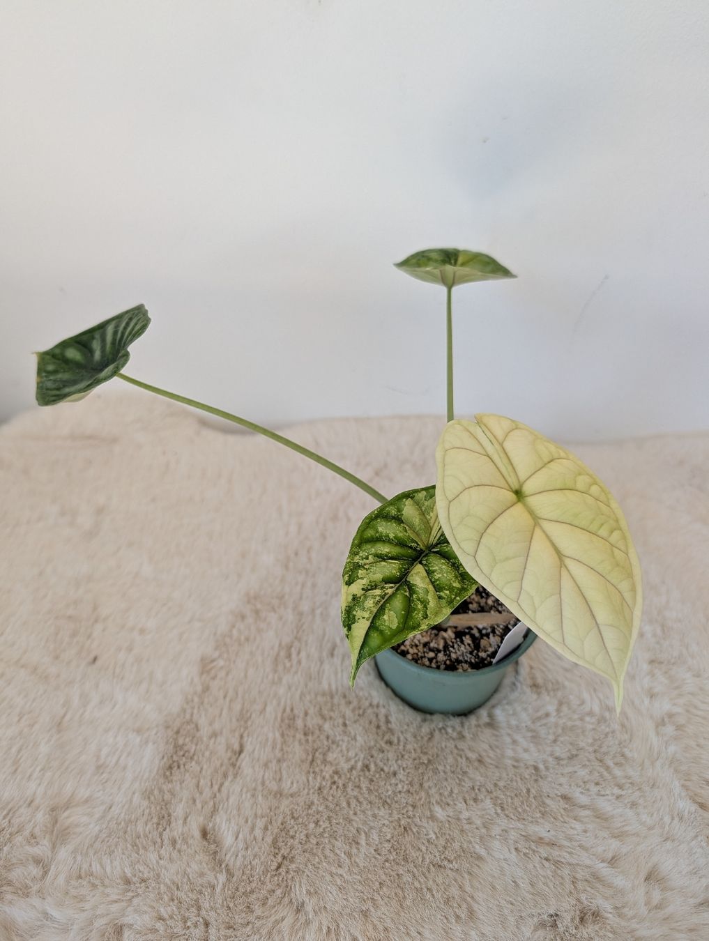 Piante & sementi: Alocasia Dragon Scale Albo – Nuovo (secondo la descrizione) da Waltensburg/Vuorz venduto da fop_lw7n