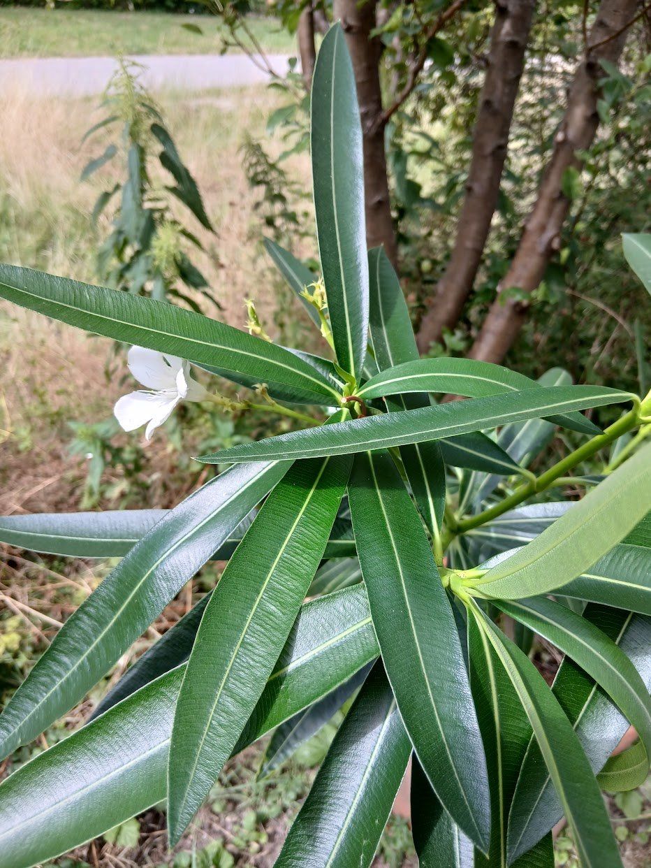 Pflanzen & Samen: Oleander  Weiss, Über 1 Meter – Gebraucht aus Dübendorf von Fip05 2