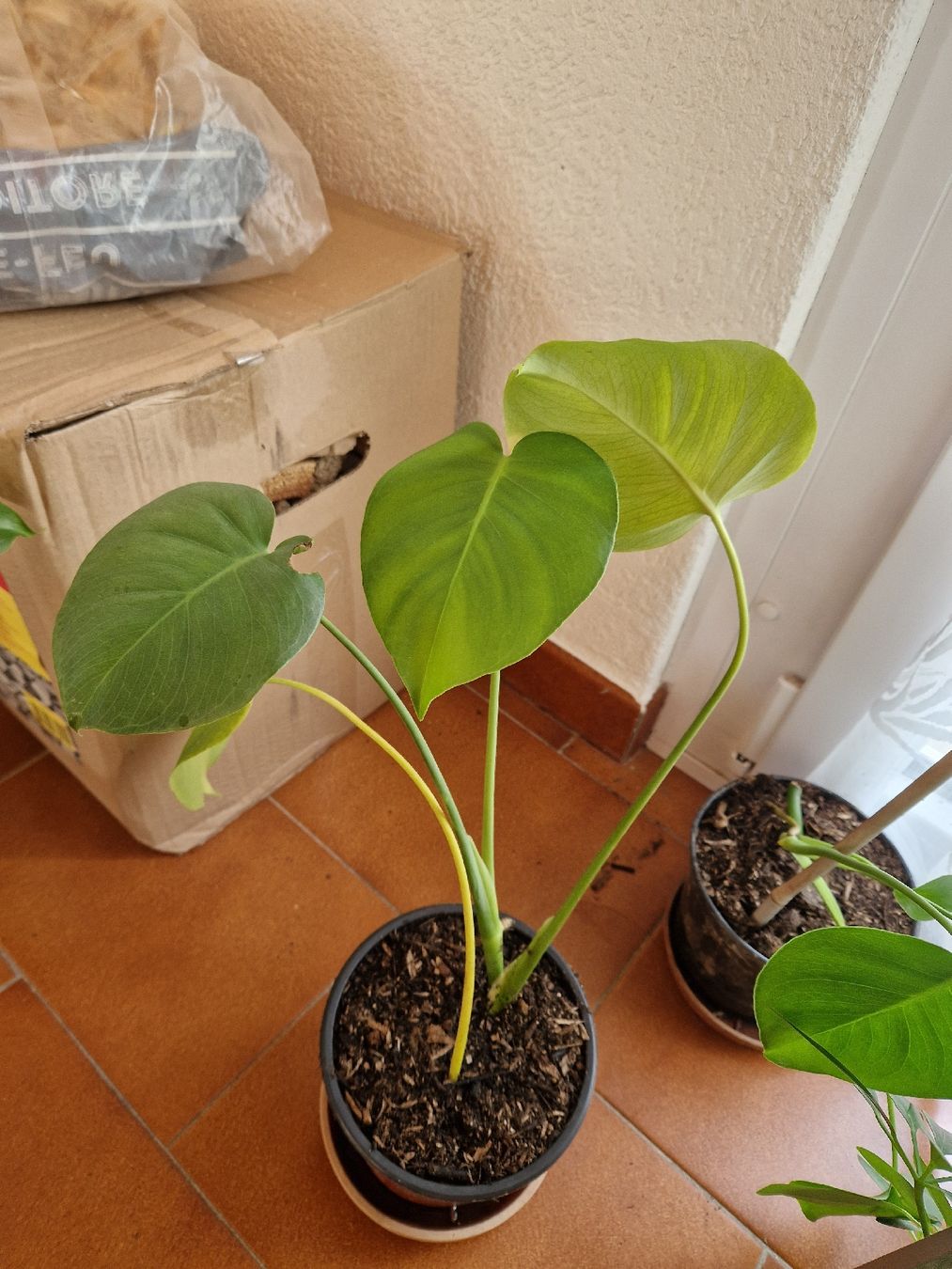 Piante & sementi: petites monstera deliciosa – Usato da Onex venduto da viv_72hm 4