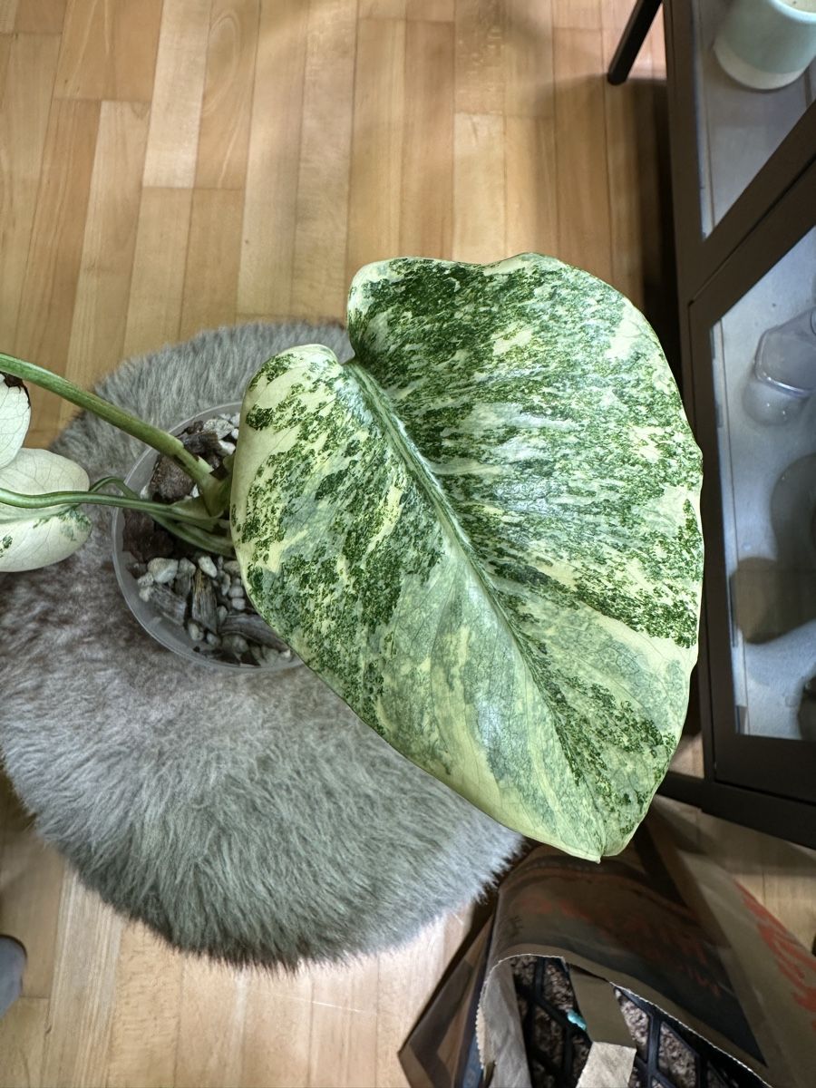 Piante & sementi: 💛Monstera Legacy💛 – Usato da Bülach venduto da Nanuk123 2