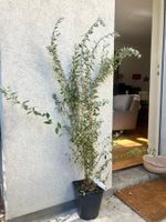 Buddleja Alternifolia , Summerflieder pflanze 110 cm