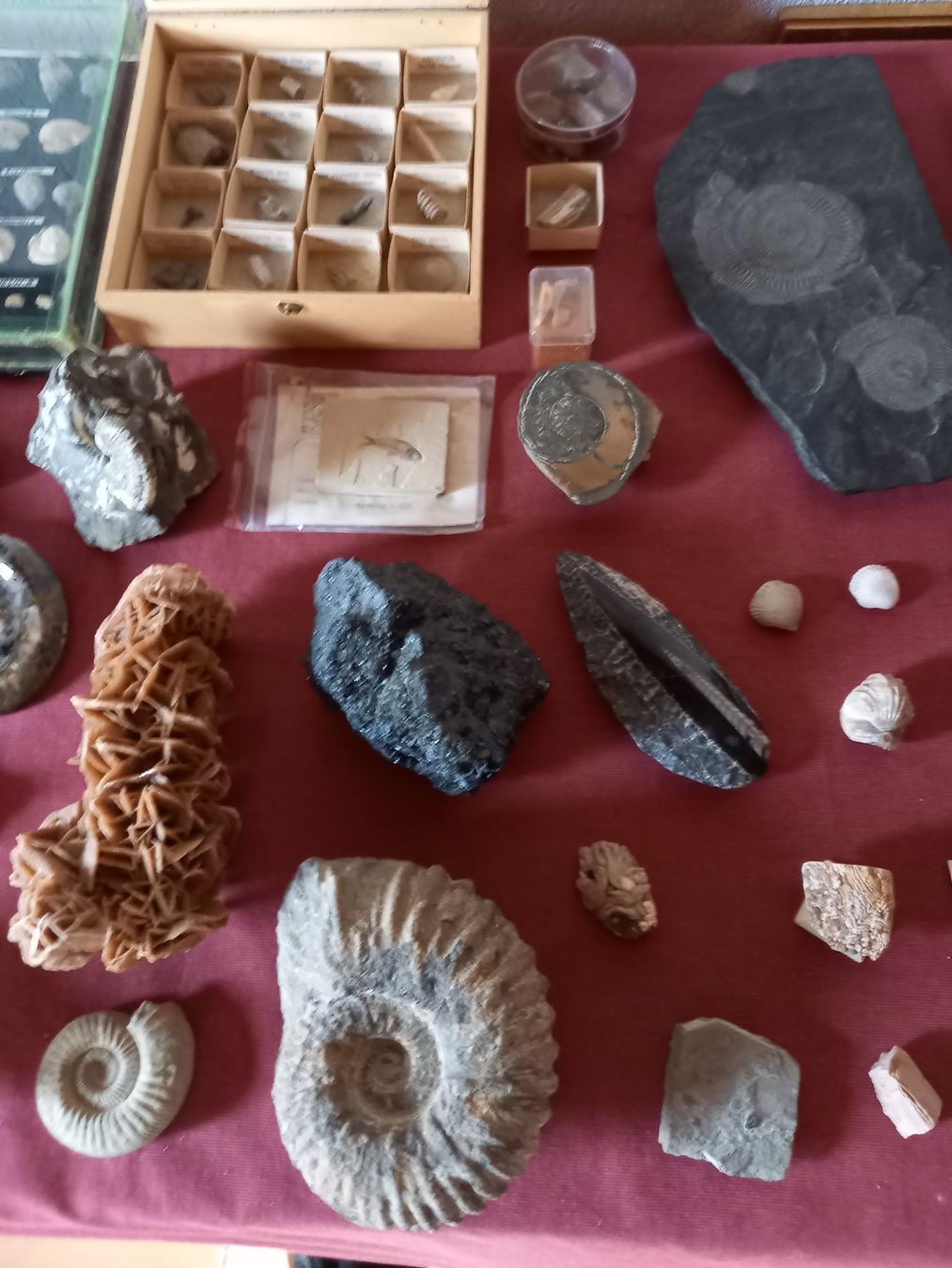 Fossili: Fossiles et minéraux – Usato da Epagny venduto da sig_fj9g 1