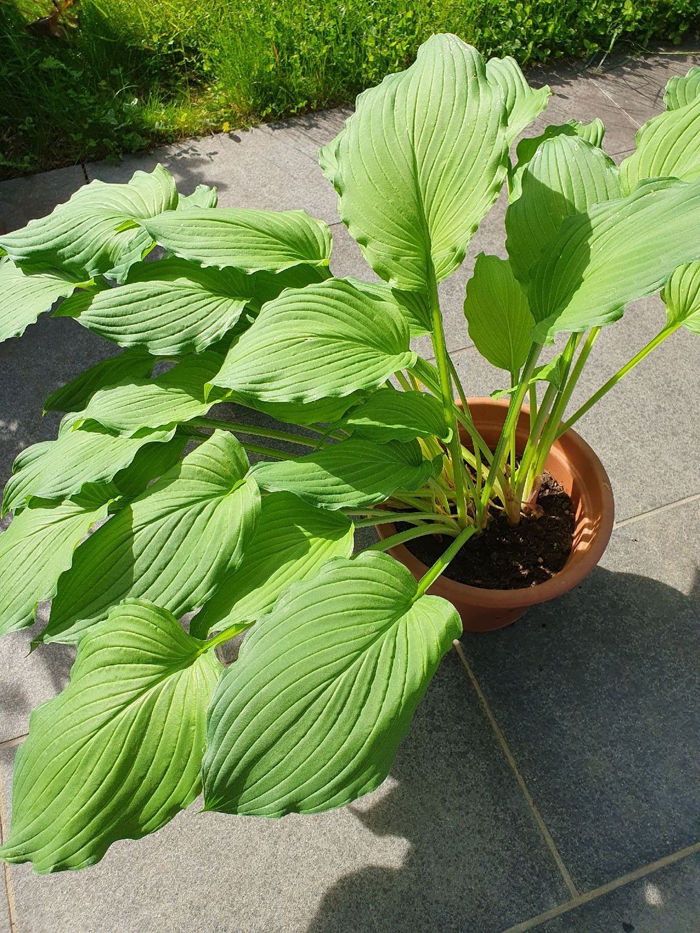 Piante & sementi: Hosta / Funkie – Usato da Erlinsbach SO venduto da Lea030 2