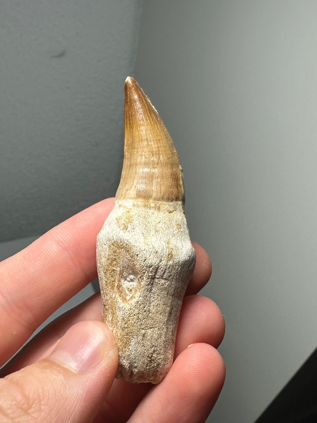 Fossilien: Fossiler Mosasaurus sp. Zahn inkl. Wurzel – Gebraucht aus Lutzenberg von CS65 5