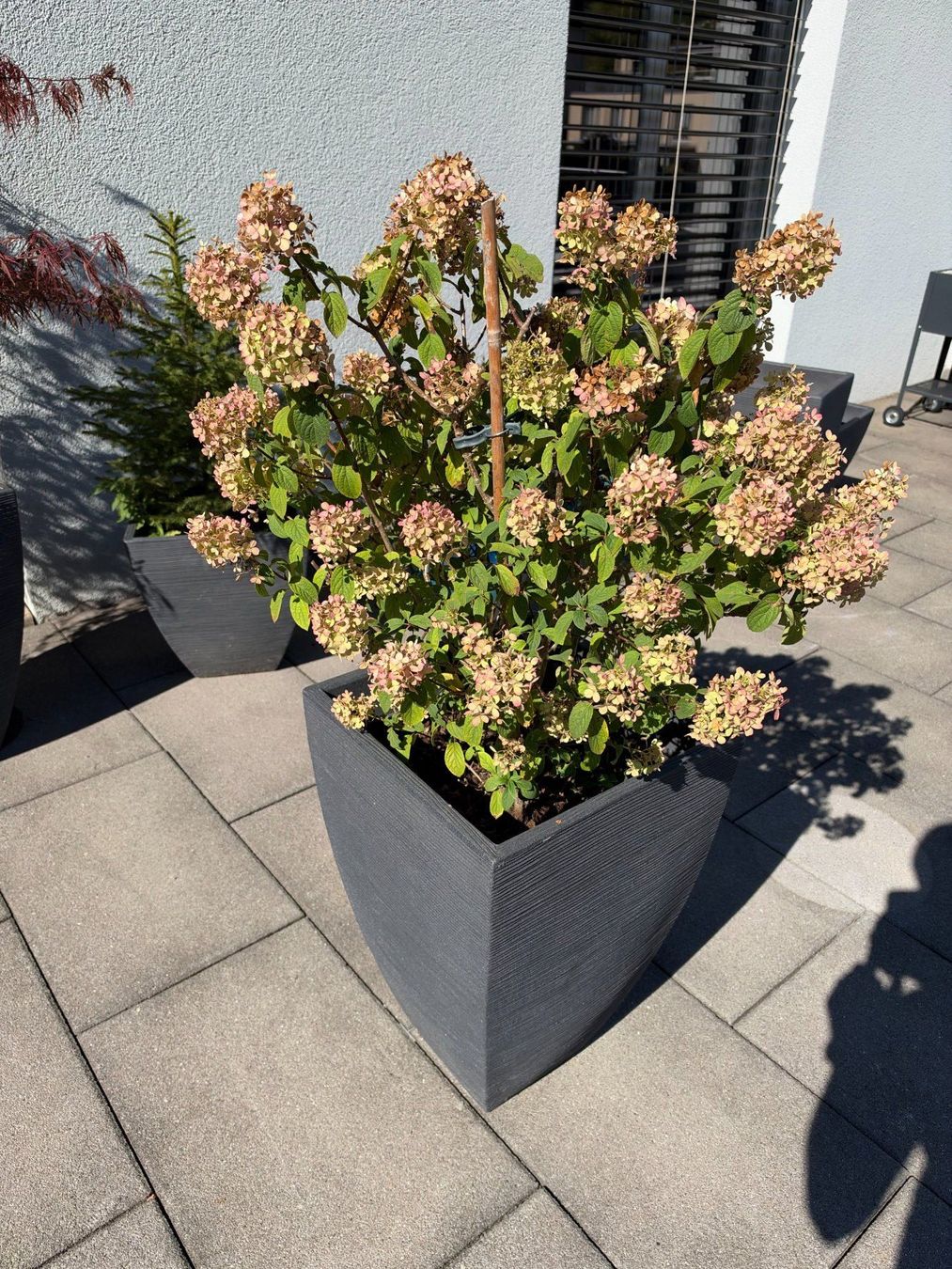 Piante & sementi: Waldhortensie – Usato da Root venduto da calmchris 1